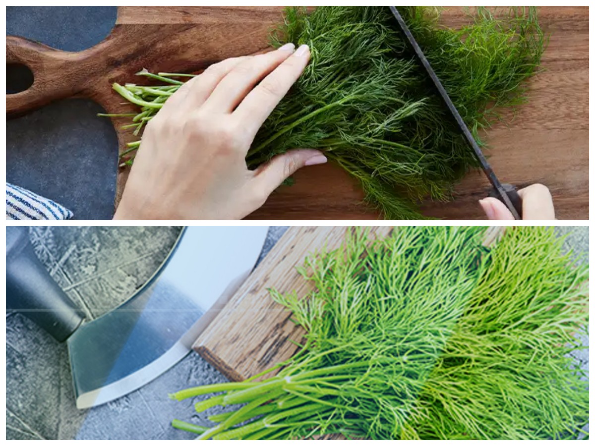 Daun Dill: Bumbu Aromatik dengan Segudang Manfaat untuk Tubuh