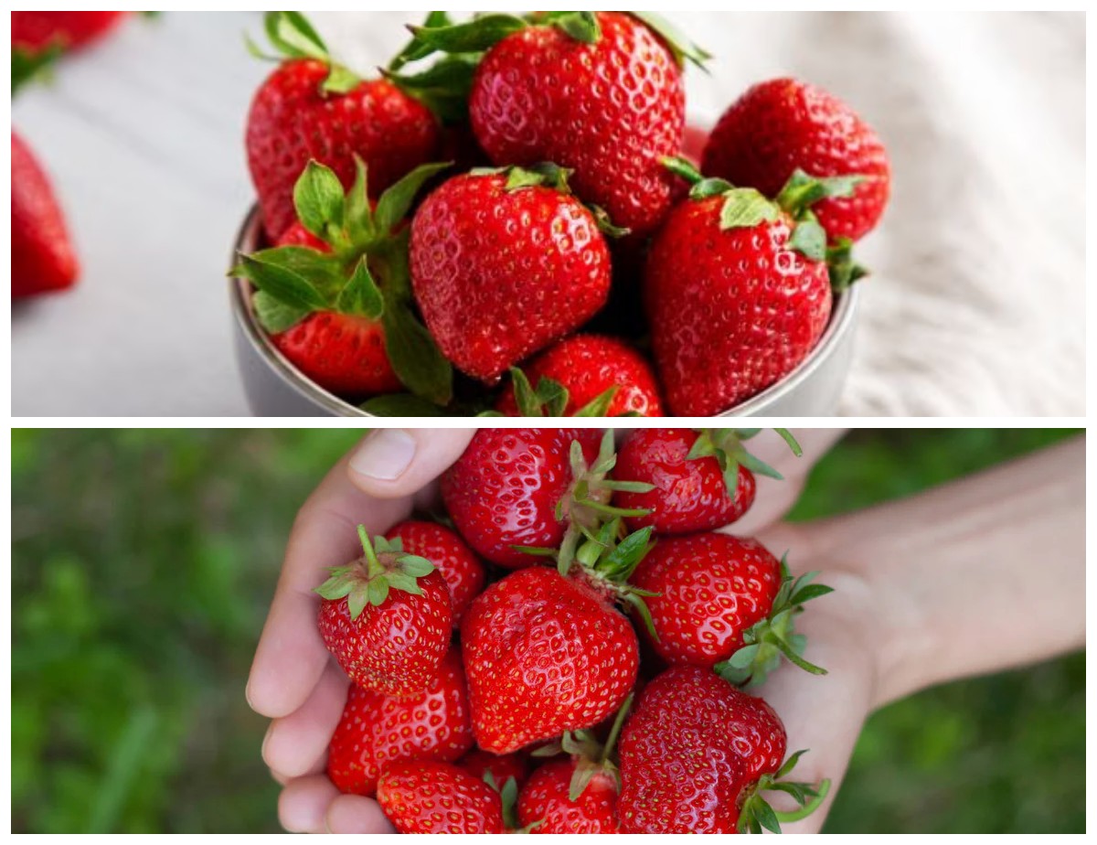 Rahasia Sehat di Balik Buah Merah: Kandungan Nutrisi dan Manfaat Stroberi untuk Tubuh!