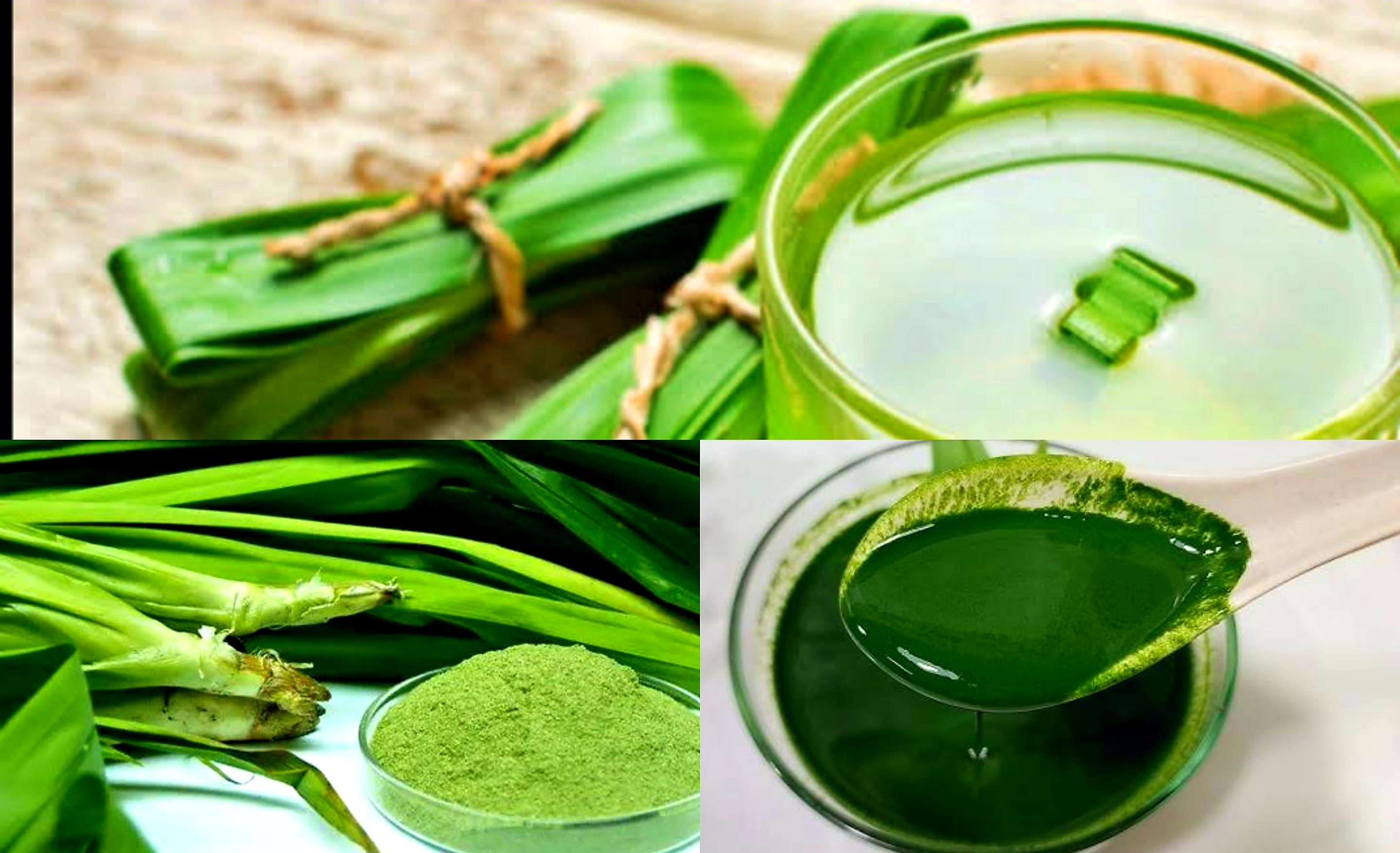 Obati Diabetes dengan Rebusan Daun Pandan