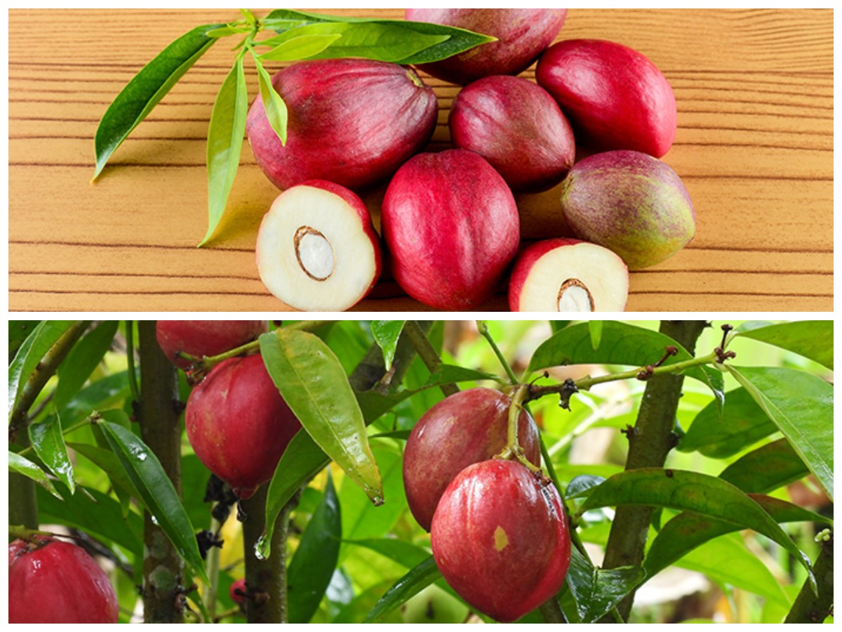 Mengungkap 5 Manfaat Mahkota Dewa, Tanaman Herbal dengan Segudang Kebaikan