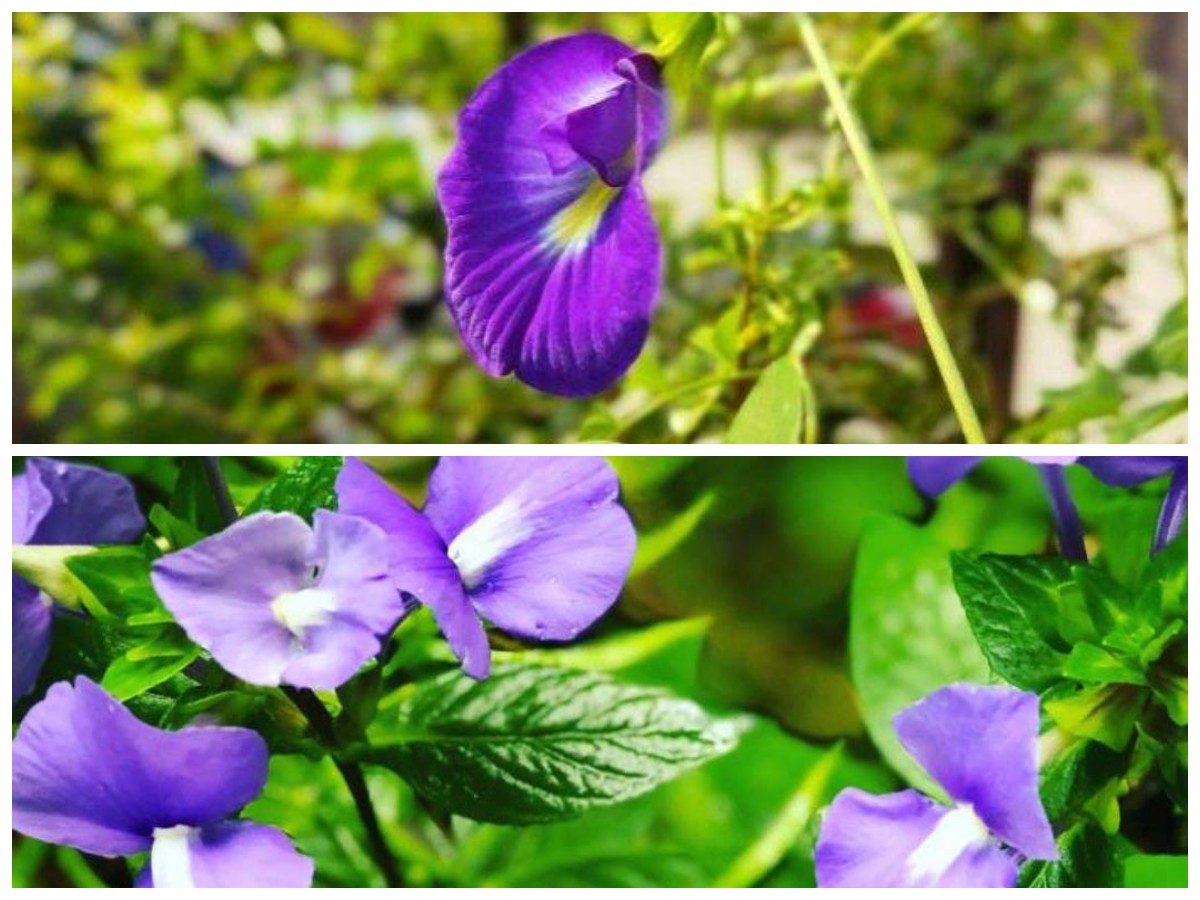 Ingin Kulit Cerah dan Otak Lebih Cerdas? Manfaatkan Bunga Telang!