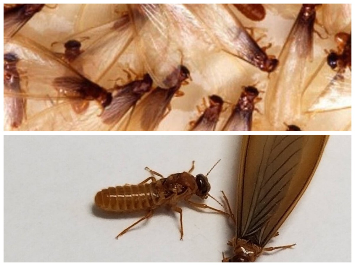 Laron Bermunculan Setelah Hujan? Ini 7 Cara Ampuh Mengusirnya dari Rumah