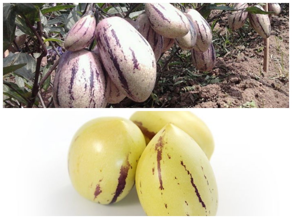 Mengenal Buah Pepino, Si Buah Ungu Penuh Manfaat untuk Menjaga Tubuh Tetap Bugar dan Sehat!