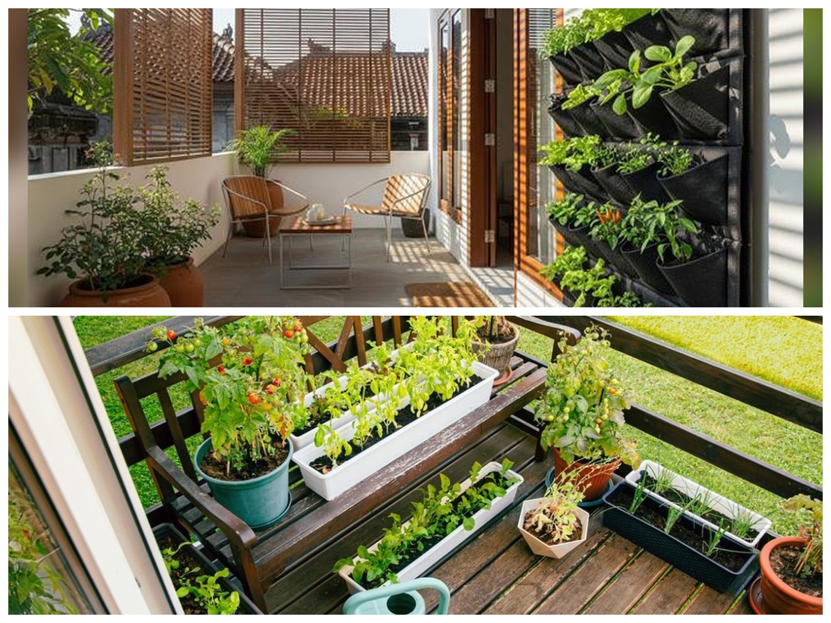 Ide Cerdas Taman Buah Mini di Teras Rumah, Hunian Sempit Tetap Produktif dan Asri