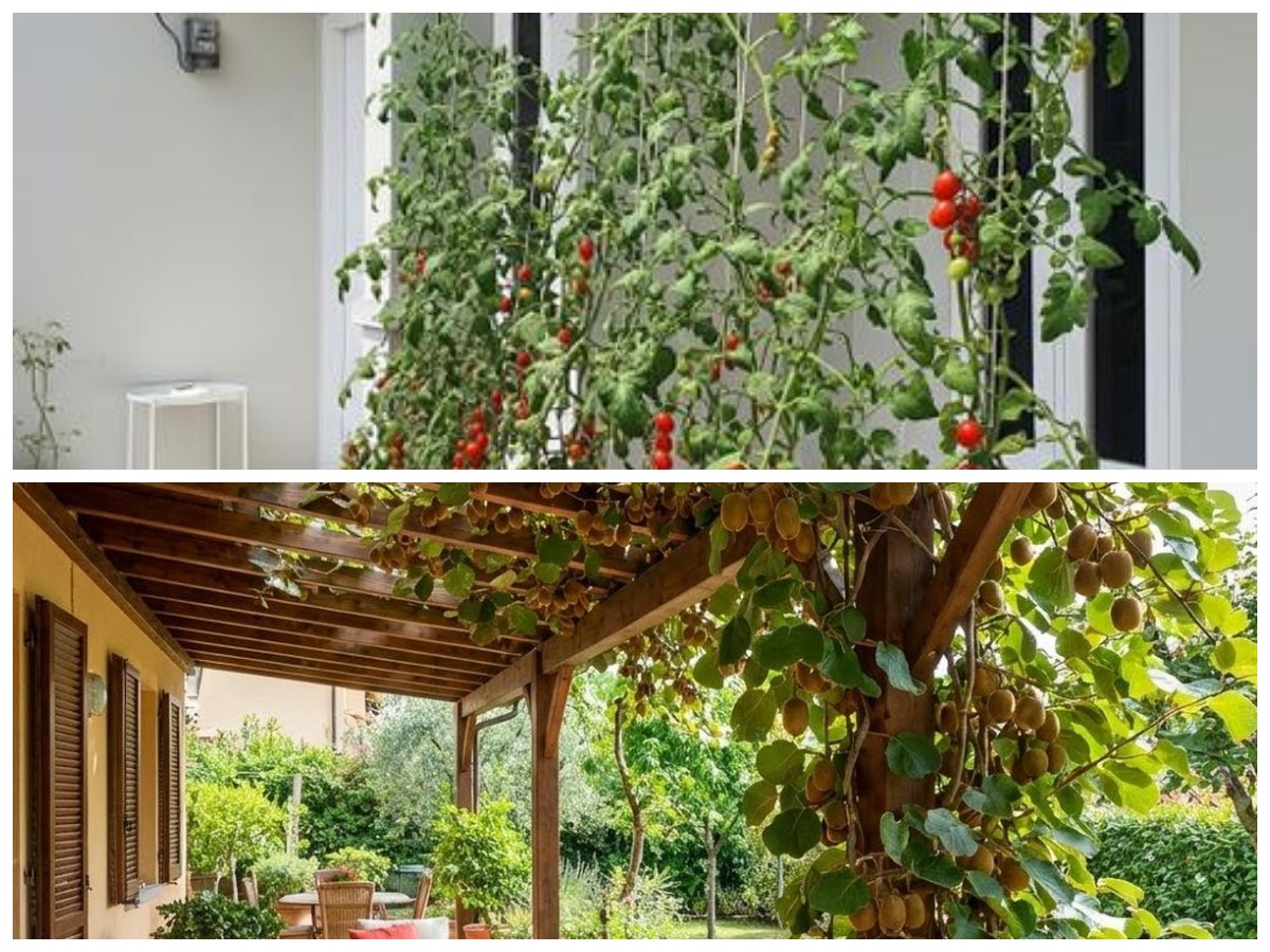 Percantik Teras Rumah dengan Tanaman Buah Merambat, Bikin Hunian Lebih Asri dan Sejuk!