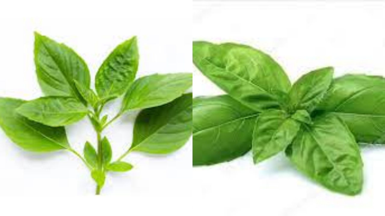 Inilah Manfaat Daun Kemangi Yang Jarang Diketahui!