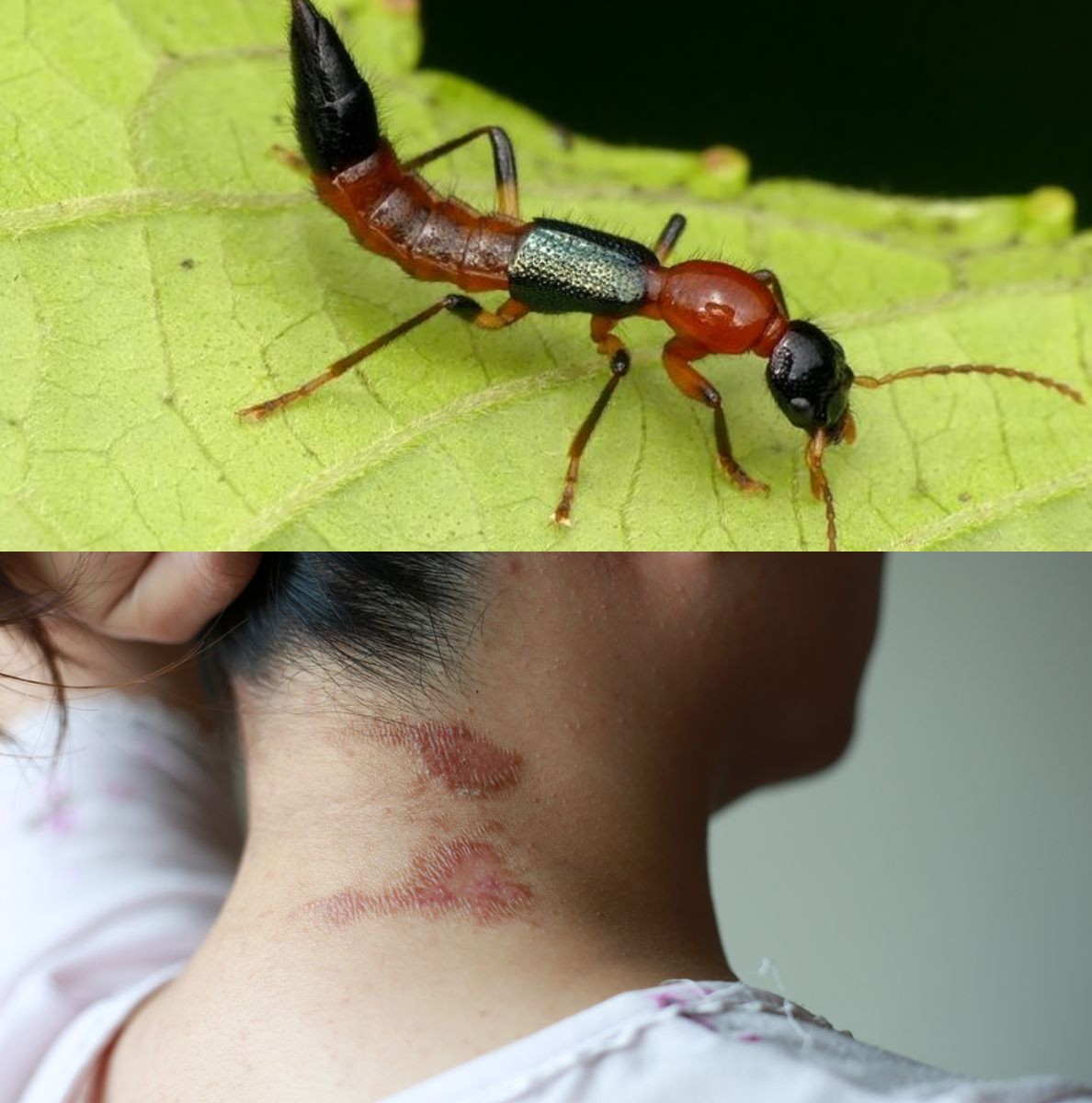 Waspada Tomcat! Ini Cara Mengusirnya Tanpa Risiko