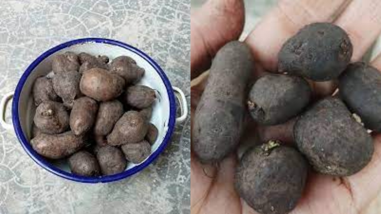 Menurunkan Tekanan Darah Teryata Ini Manfaat Kentang Hitam Untuk Kesehatan!