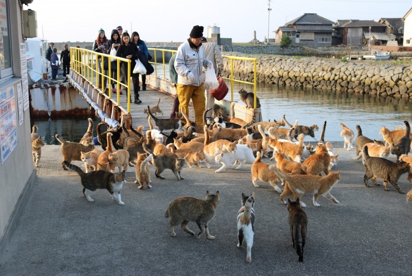 Kucing Mendominasi Sebuah Pulau? Inilah Kisah Pulau Aoshima Jepang