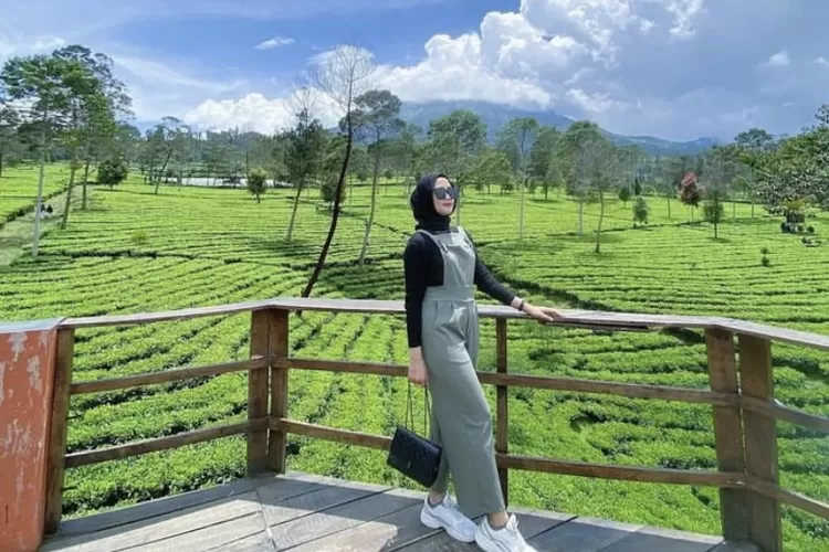 Kebun Teh Tambi di Wonosobo, Pesona Healing Favorit di Lereng Gunung Sindoro