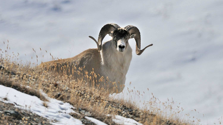 Skandal Pembuatan Domba Hibrida Terungkap di Montana