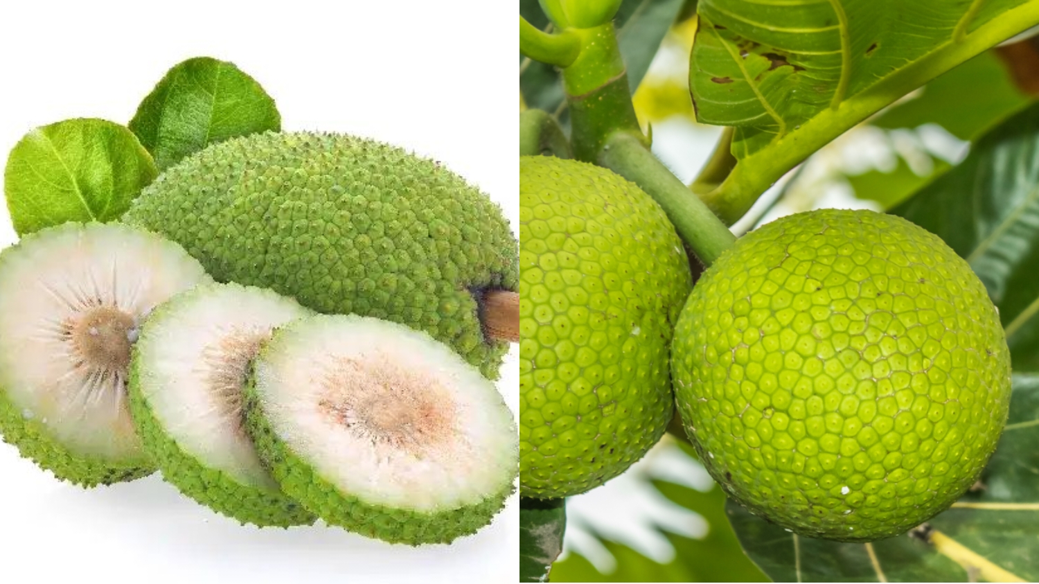 Simak! Manfaat Buah Sukun Untuk Kesehatan Tubuh Begini Penjelasan Selengkapnya