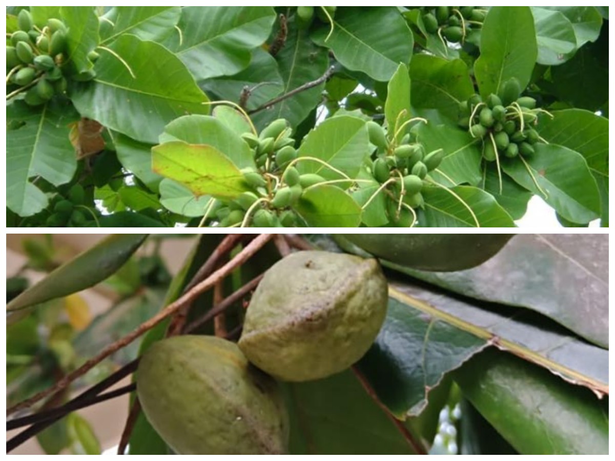 Manfaat Tersembunyi Buah Ketapang: Rahasia Alam untuk Kesehatan dan Vitalitas Tubuh