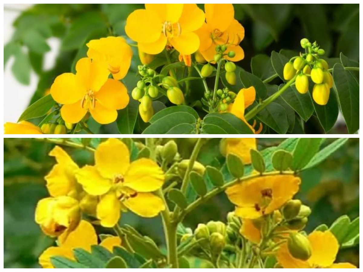 Cassia Angustifolia, Tanaman Herbal yang Kaya Manfaat untuk Tubuh dan Sistem Imu
