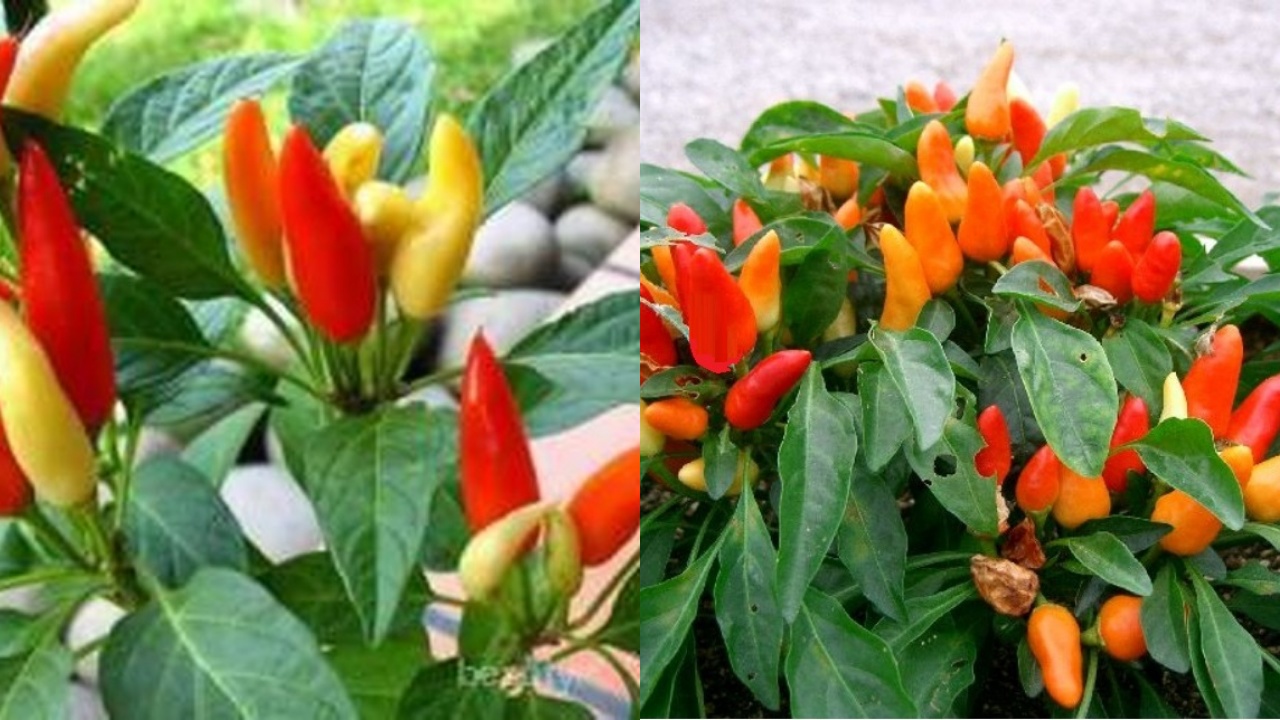 Wajib Tahu! Inilah Manfaat Cabai Rawit Untuk Kesehatan Tubuh Yang Jarang Diketahui