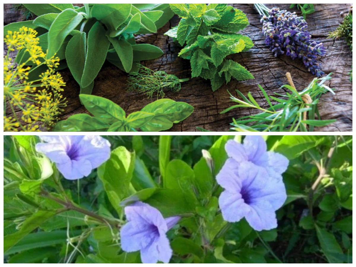 Tumbuhan Herbal dari Ketinggian: Khasiat 5 Tanaman Obat di Puncak Gunung