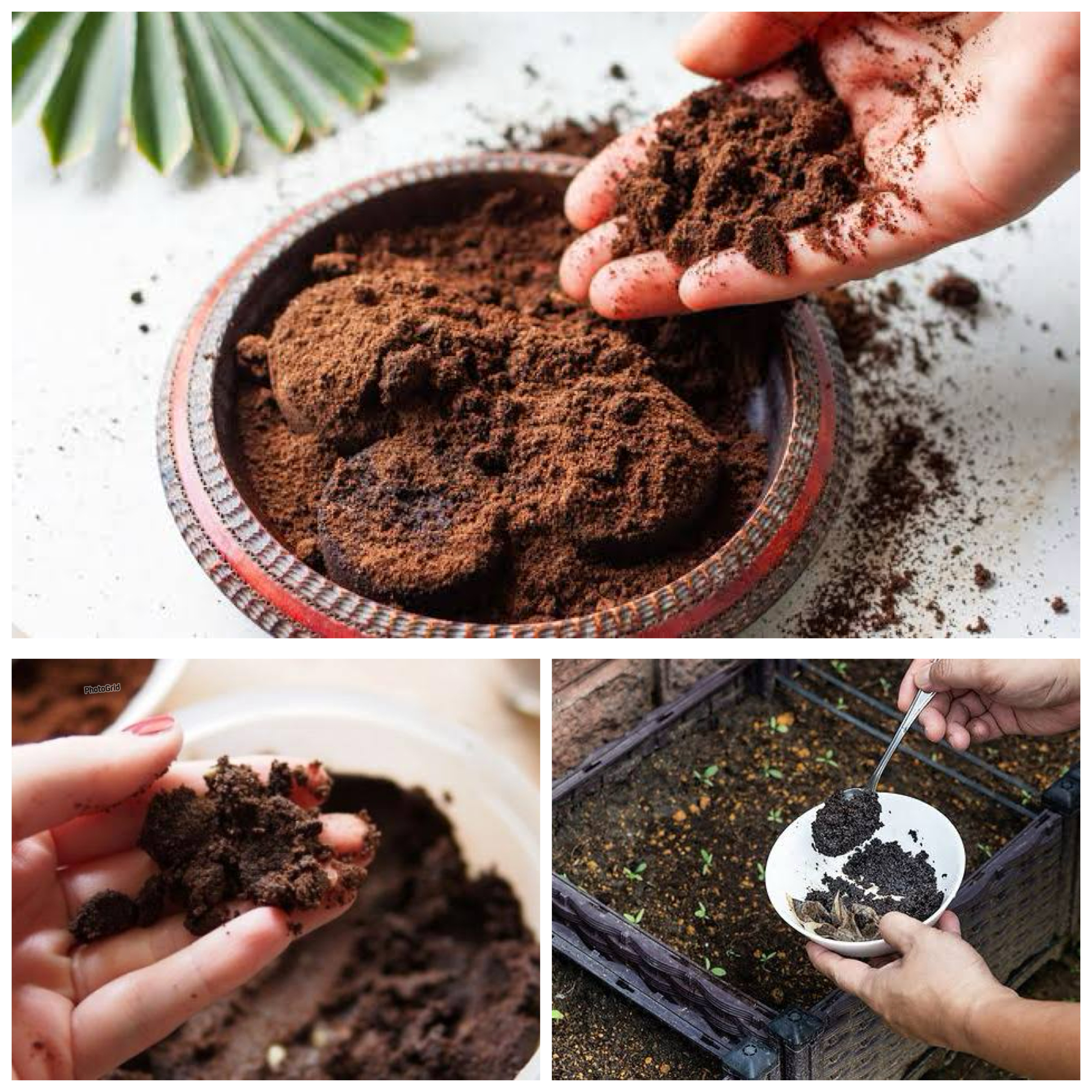 Punya Ampas Kopi? Coba Manfaatkan untuk Kecantikan, Kebun, dan Rumah Tangga!