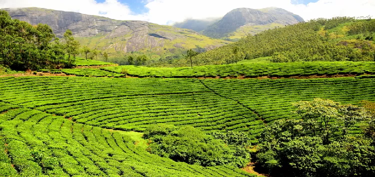 Ingin Tahu Sejarah Kebun Teh Gunung Dempo? Yuk, Cari Tahu di Sini!