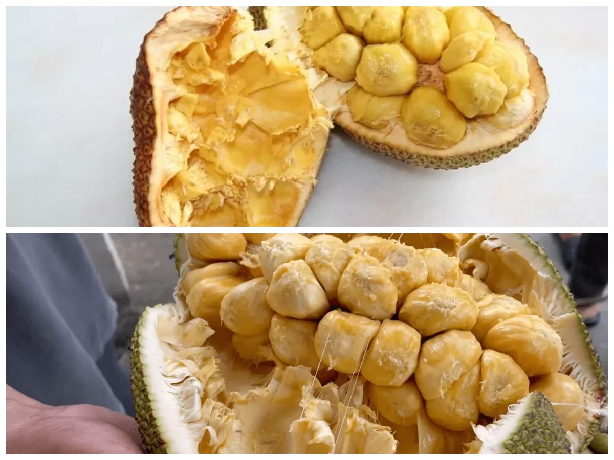 Kenali Khasiat Cempedak bagi Tubuh, dari Pencernaan hingga Imunitas