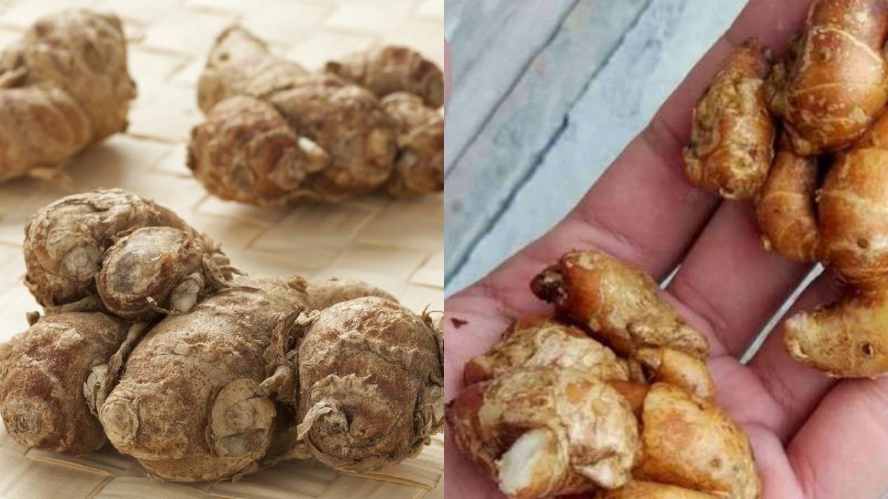 Apakah Kencur Efektif Meredakan Batuk? Cek Jawabannya di Sini