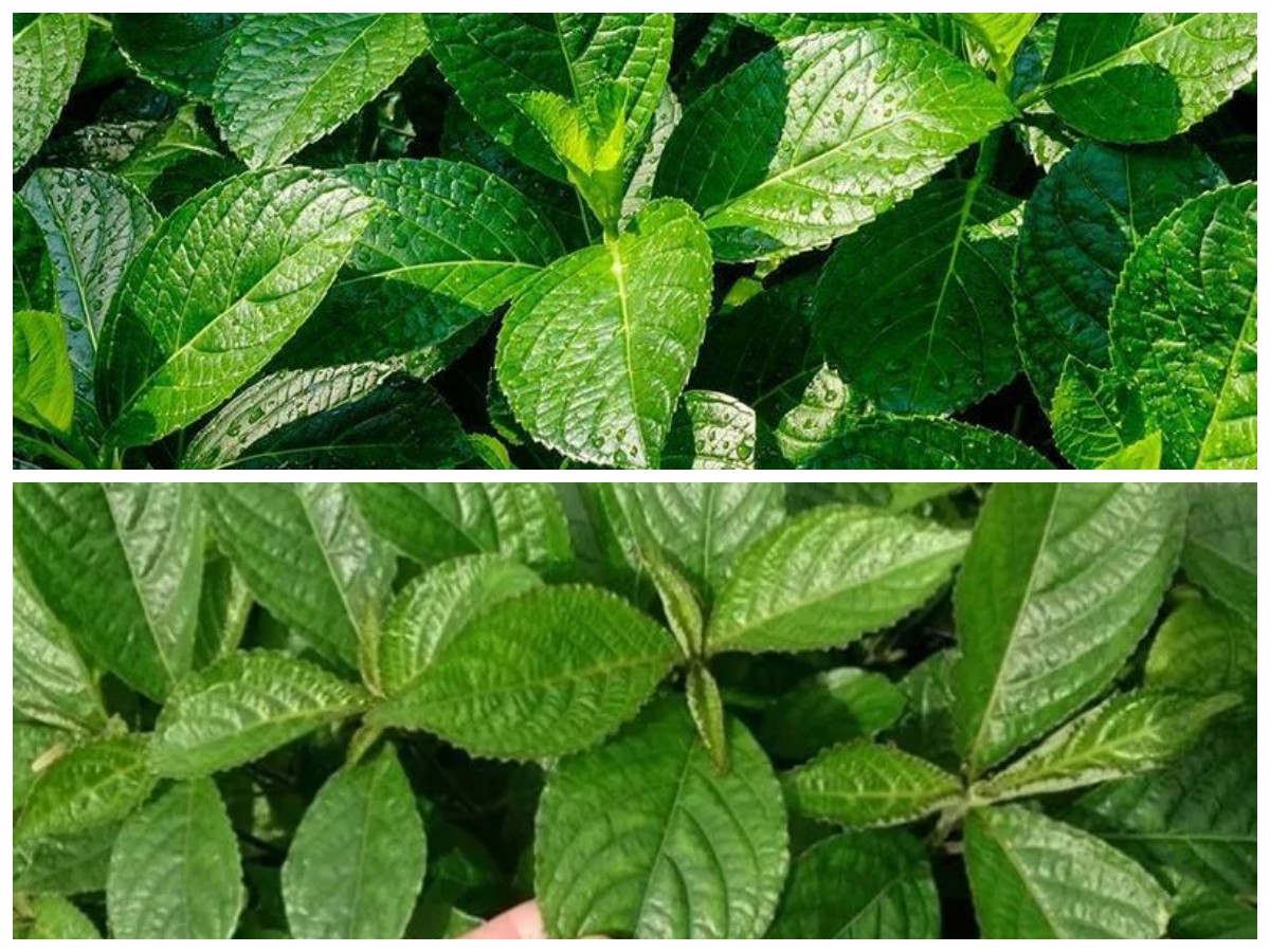 Kenali Manfaat Daun Keji Beling, Solusi Tradisional untuk Ginjal Lebih Sehat