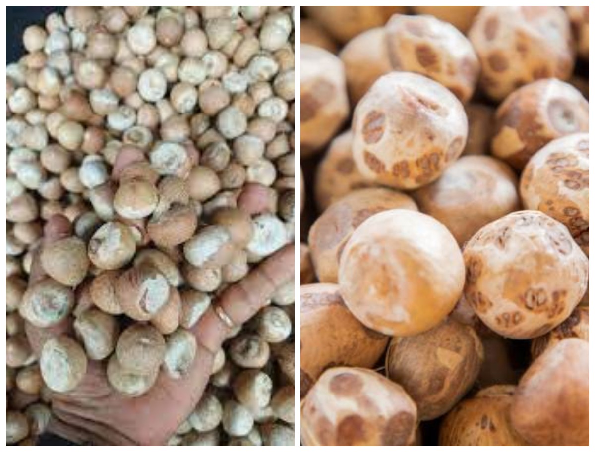 7 Manfaat Buah Pinang dalam Menjaga Kesehatan Tubuh dan Pengobatan Tradisional!