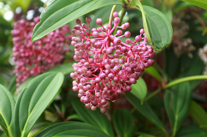 Buah Parijoto: Benarkah Rahasia Kesehatan dari Alam?!