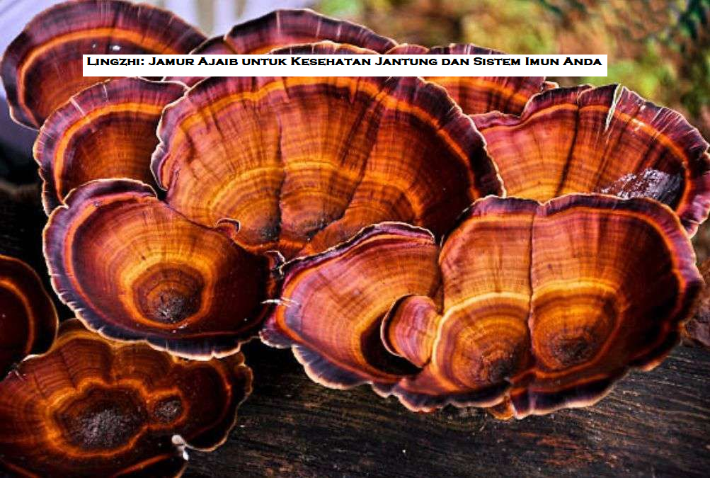 Lingzhi, Rahasia Umur Panjang? Temukan Manfaatnya Sekarang!