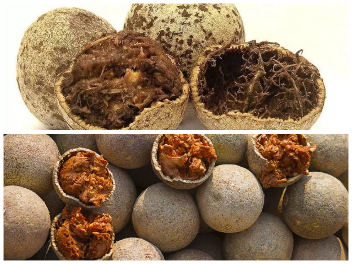 Kenali 6 Manfaat Buah Kawista bagi Kesehatan, Bikin Tubuh Lebih Bugar dan Terlindungi