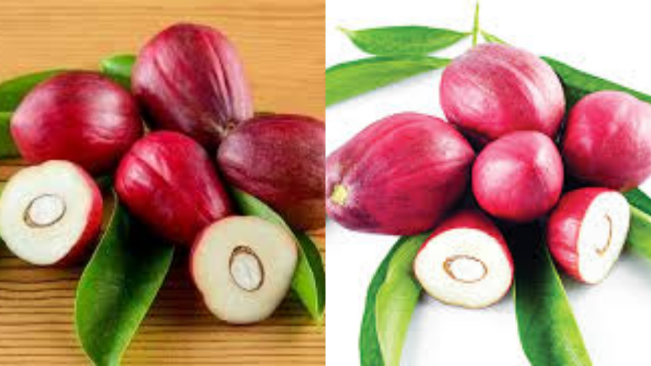 Menurunkan Gula Darah Teryata Ini Guys Manfaat Dari Mahkota Dewa Untuk Kesehatan!