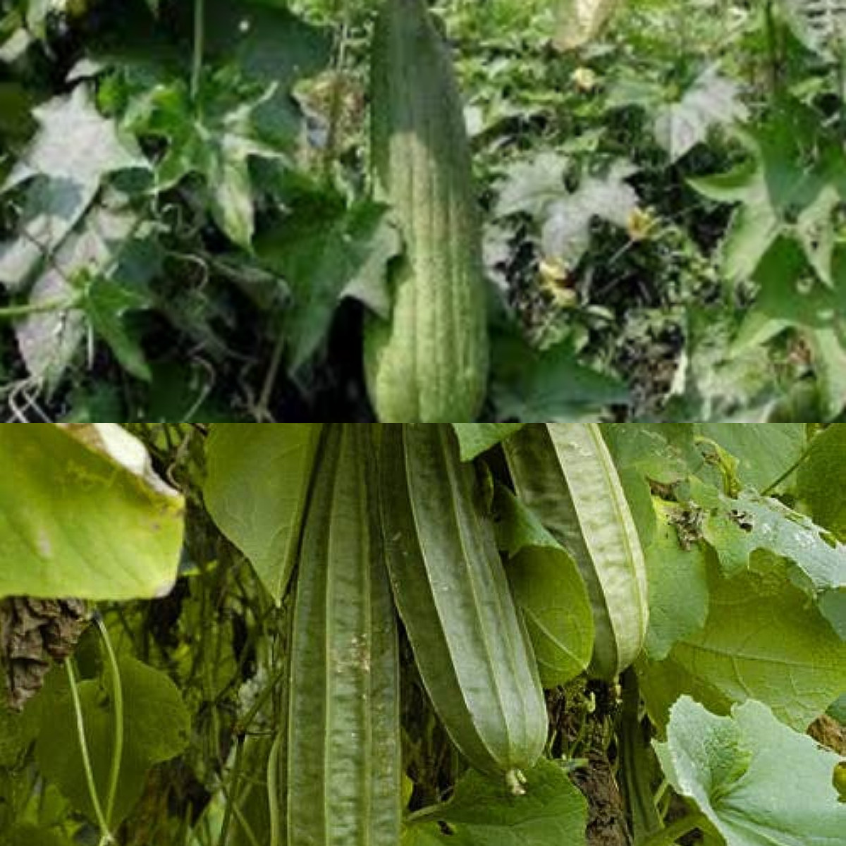  Yuk Simak! Manfaat Daun Gambas Untuk Berbagai Masalah Kulit dan Penyakit  