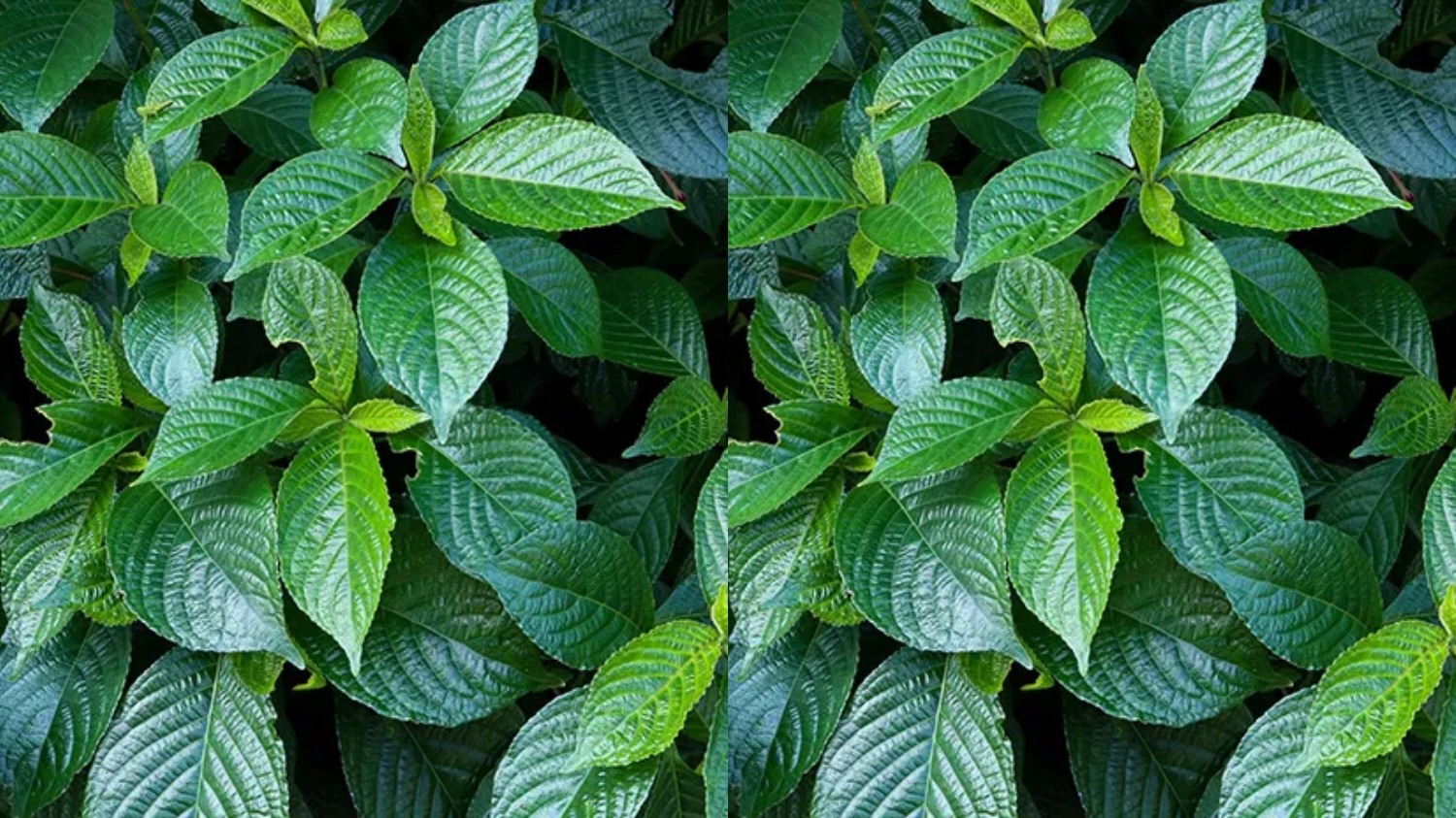 Menjaga Kesehatan Ginjal Inilah Manfaat Daun Keji Beling Yang Harus Kalian Ketahui! 