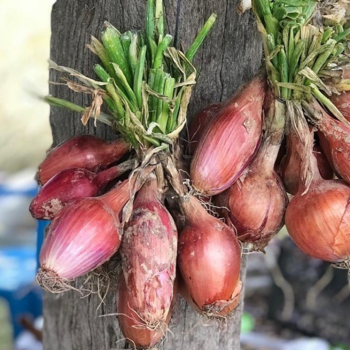 Mau Sehat dengan Obat Tradisional Suku Tengger? Yuk, Coba Ramuan Alaminya!