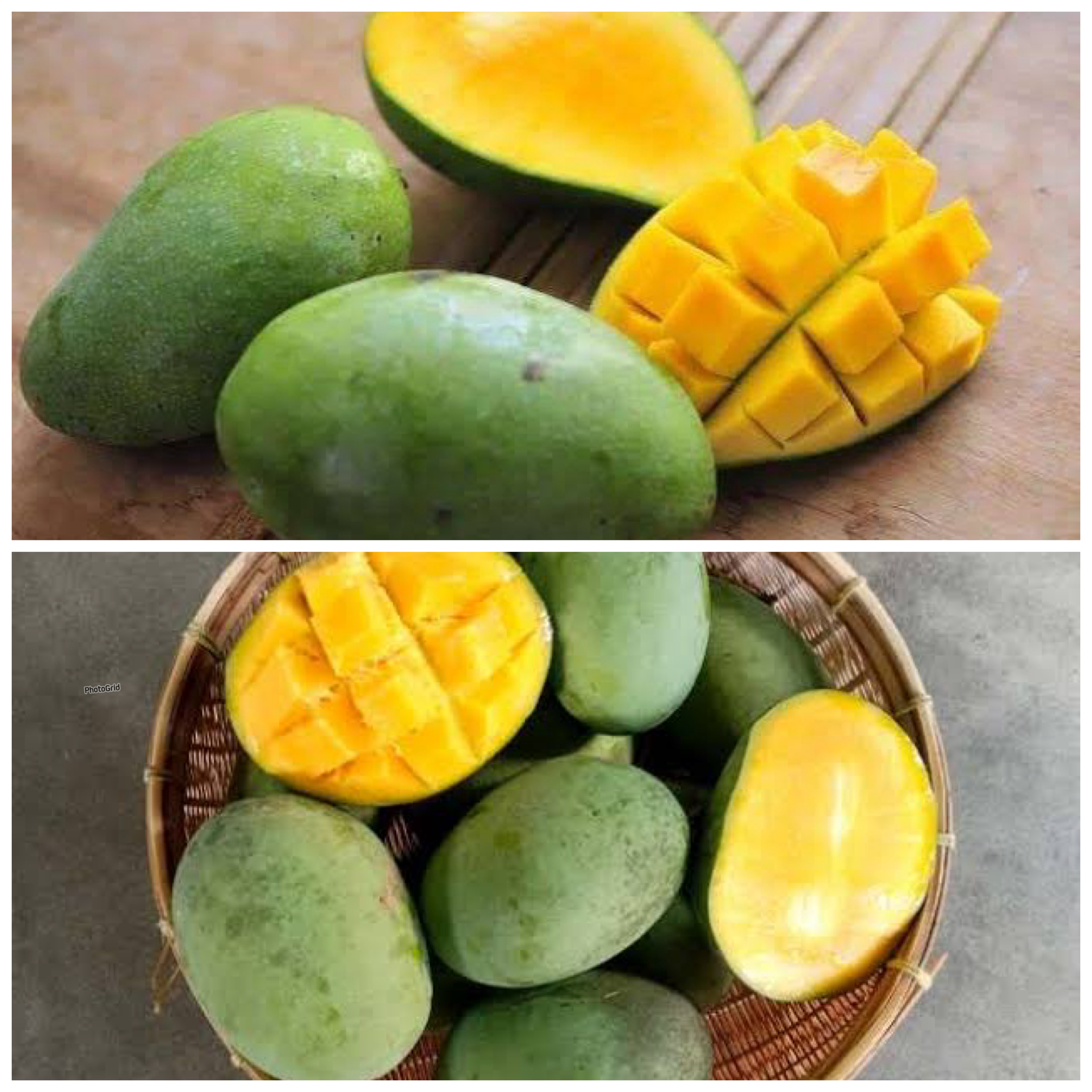 Manfaat Buah Mangga bagi Kesehatan Tubuh: Sumber Nutrisi Penting yang Baik untuk Imun dan Pencernaan!