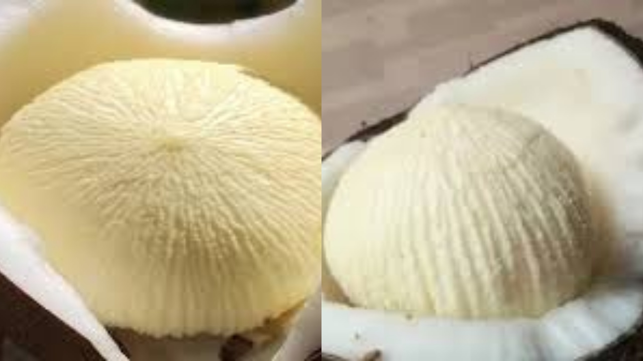 Ini Dia Guys Manfaat Kentos Kelapa Bagi Kesehatan Tubuh Yang Luar Biasa!