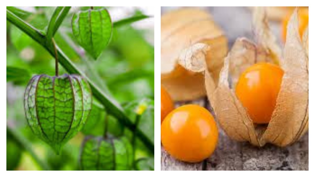 5 Manfaat Buah Ciplukan untuk Kesehatan Tubuh