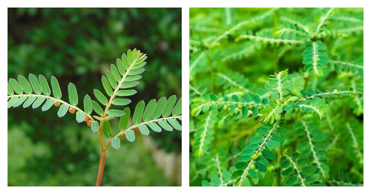 5 Manfaat Daun Meniran untuk Kesehatan Tubuh
