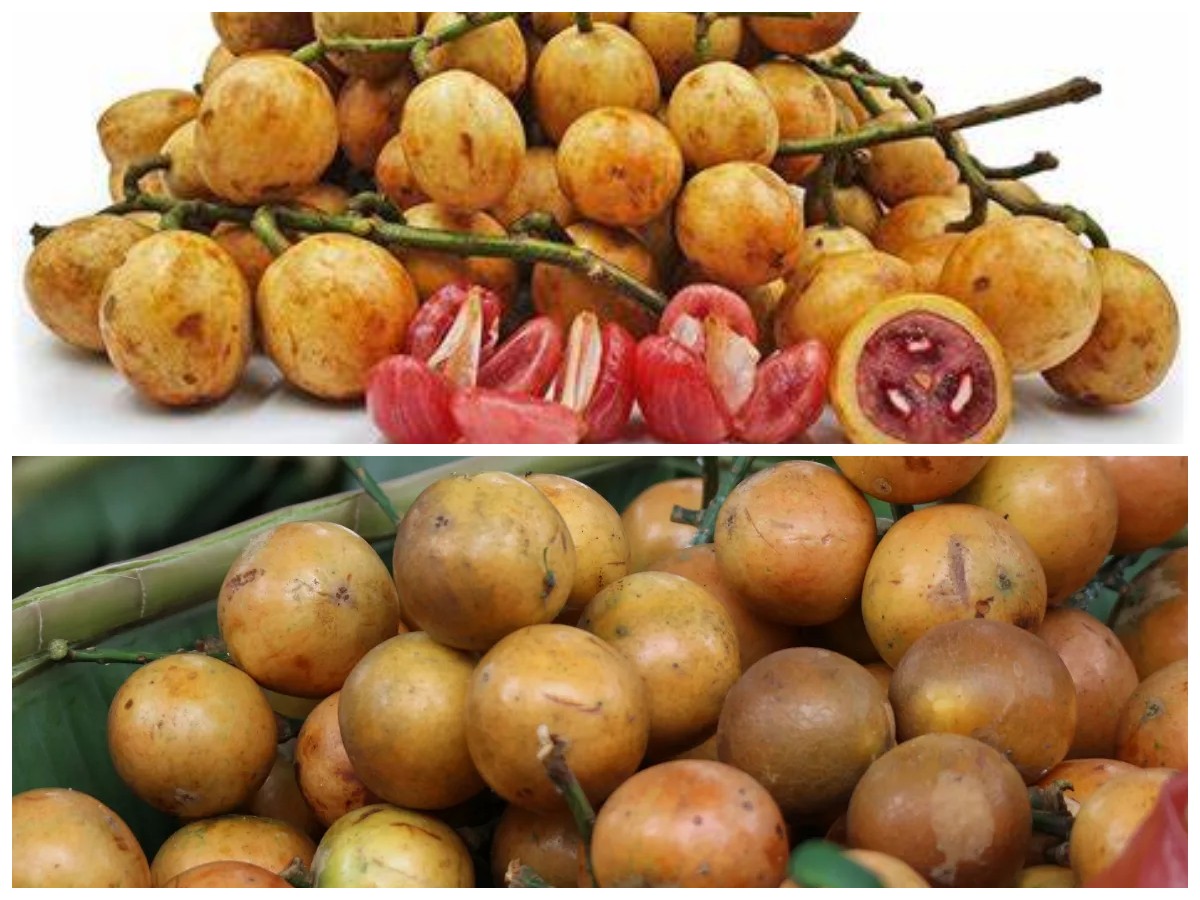 Buah Menteng: Si Kecil yang Penuh Manfaat untuk Kesehatan Anda