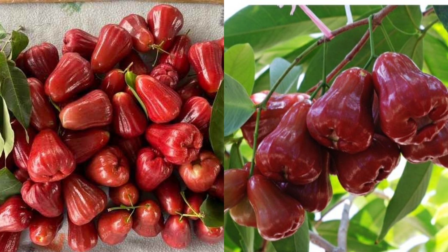 Menurunkan Risiko Penyakit Jantung Kalian Harus Tahu Teryata Ini Manfaat Dari Jambu Air Yang Luar Biasa! 