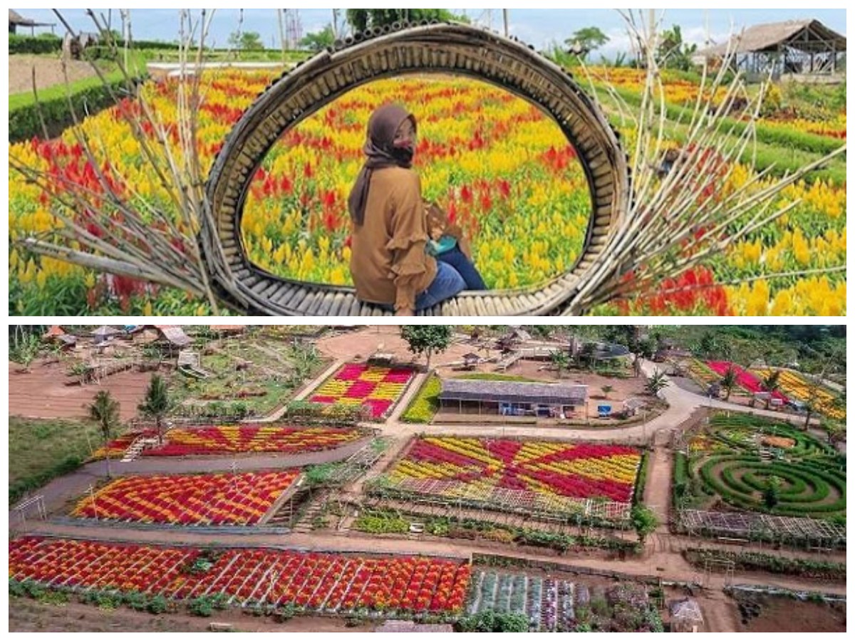 Menikmati Pesona Taman Suruh Banyuwangi: Agrowisata yang Memikat Hati