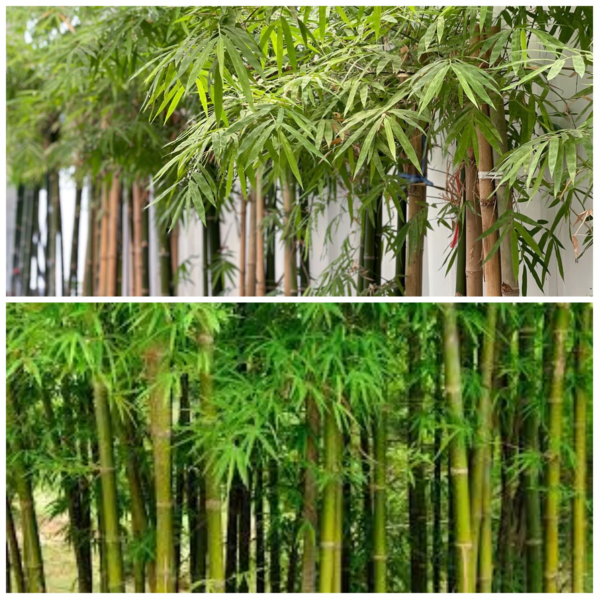 Rekomendasi Bambu Hias Terbaik yang Bisa Mempercantik Lingkungan Rumah