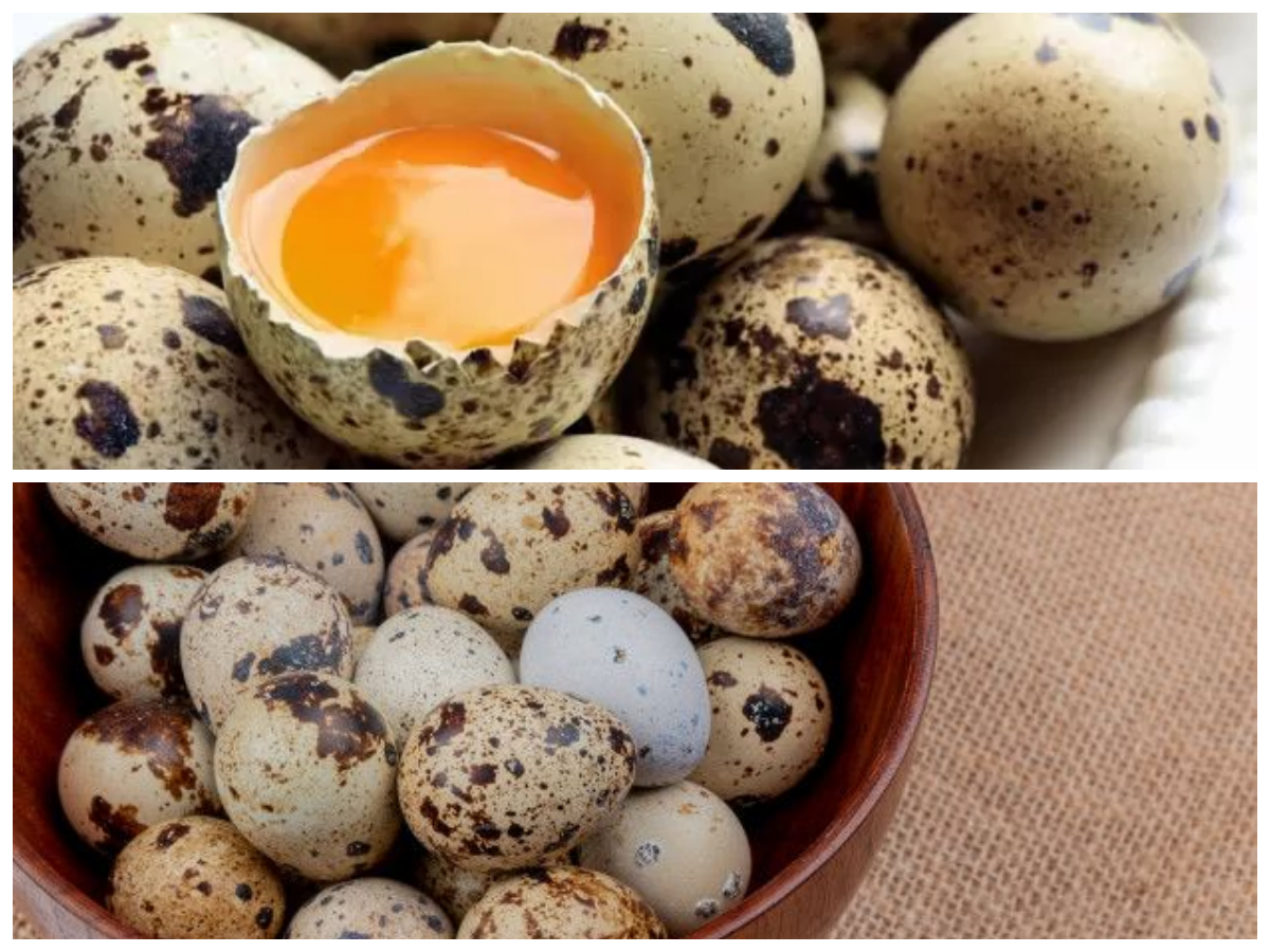 Mengenal Beragam Manfaat Telur Puyuh bagi Kesehatan Tubuh