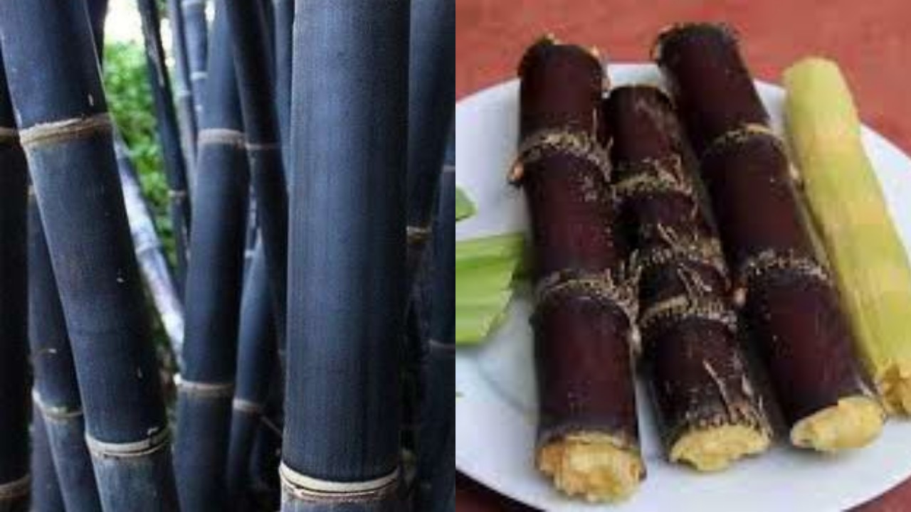 Catat! Inilah Sebuah Manfaat Tebu Hitam untuk Kesehatan Tubuh