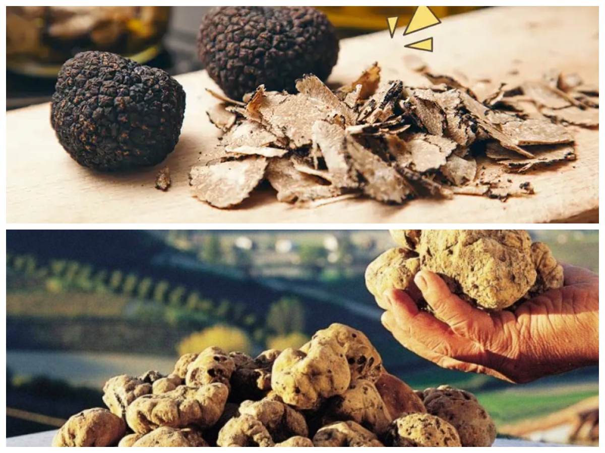 Fakta Truffle, Jamur Langka Bernilai Tinggi dengan Manfaat Kesehatan Istimewa