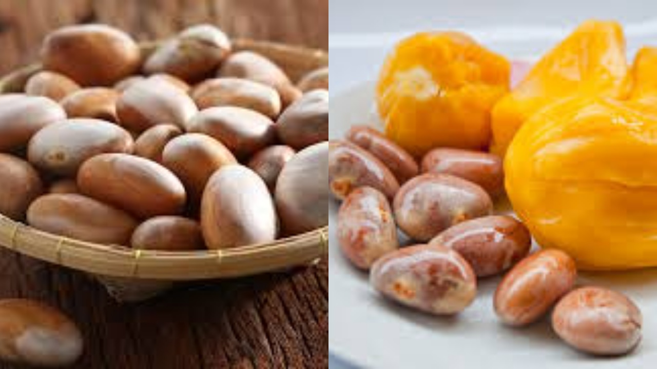 Yuk Intip! ini Teryata Manfaat Biji Nangka Untuk Kesehatan Yang Luar Biasa