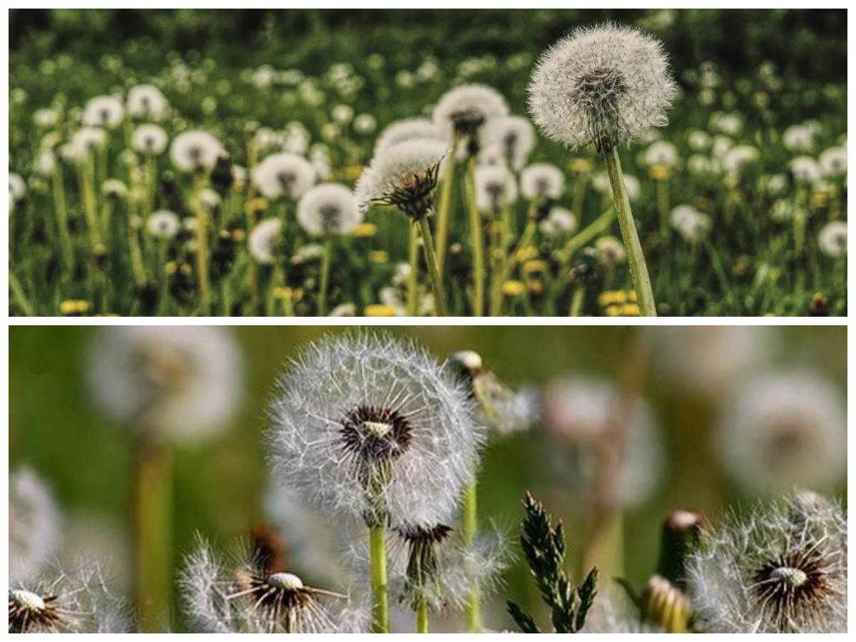 Mengenal Lebih Dekat Bunga Dandelion: Keindahan dan Khasiatnya untuk Kesehatan