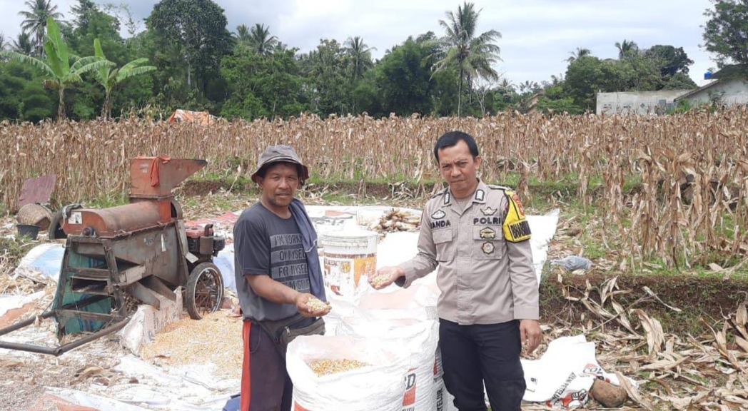Polres Pagar Alam Terus Kawal Ketahanan Pangan, Bhabinkamtibmas Kuripan Babas Dampingi Petani Panen Jagung