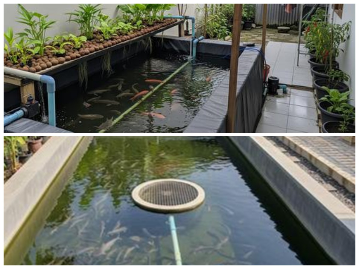 Tren Budidaya Estetik: 9 Model Kolam Lele yang Menyatu dengan Taman Air