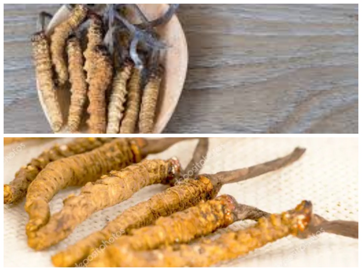 Cordyceps, Si Herbal Ajaib: 8 Manfaatnya untuk Tubuh Sehat