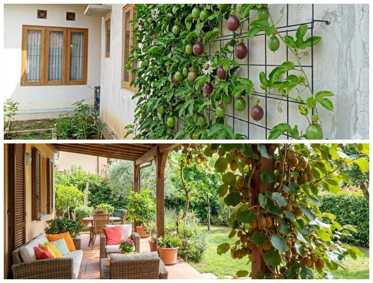 5 Pohon Buah Merambat yang Cocok untuk Rumah Minimalis: Estetik, Sejuk, dan Menghasilkan!